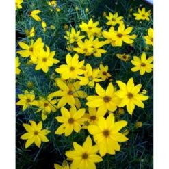 Skønhedsøje 'Grandiflora' Coreopsis Verticillata 'Grandiflora' 1 Liter Potte -Osmo Salgsbutik mi600 coreopsis verticillata grandiflora 3774