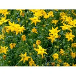 Skønhedsøje 'Grandiflora' Coreopsis Verticillata 'Grandiflora' 1 Liter Potte -Osmo Salgsbutik mi600 coreopsis verticillata grandiflora 6825