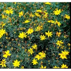 Skønhedsøje 'Grandiflora' Coreopsis Verticillata 'Grandiflora' 1 Liter Potte -Osmo Salgsbutik mi600 coreopsis verticillata grandiflora 9ab5