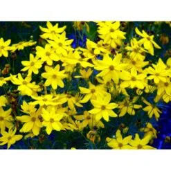 Skønhedsøje 'Grandiflora' Coreopsis Verticillata 'Grandiflora' 1 Liter Potte -Osmo Salgsbutik mi600 coreopsis verticillata grandiflora a8ec