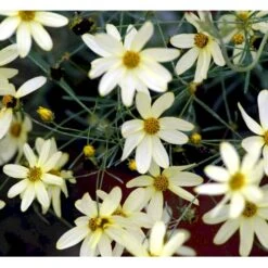 Skønhedsøje 'Moonbeam' Coreopsis Verticillata 'Moonbeam' 1 Liter Potte -Osmo Salgsbutik mi601 coreopsis verticillata moonbeam 3d9f