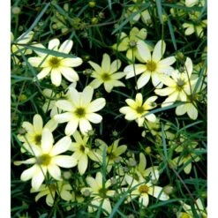 Skønhedsøje 'Moonbeam' Coreopsis Verticillata 'Moonbeam' 1 Liter Potte -Osmo Salgsbutik mi601 coreopsis verticillata moonbeam 4b5d