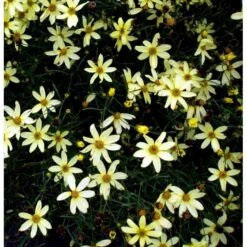 Skønhedsøje 'Moonbeam' Coreopsis Verticillata 'Moonbeam' 1 Liter Potte -Osmo Salgsbutik mi601 coreopsis verticillata moonbeam 6c94