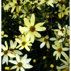 Skønhedsøje 'Moonbeam' Coreopsis Verticillata 'Moonbeam' 1 Liter Potte -Osmo Salgsbutik mi601 coreopsis verticillata moonbeam d6cc