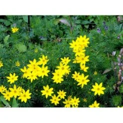 Skønhedsøje 'Zagreb' Coreopsis Verticillata 'Zagreb' 1 Liter Potte 11 Skønhedsøje 'Zagreb' Coreopsis Verticillata 'Zagreb' 1 Liter Potte -Osmo Salgsbutik mi602 coreopsis verticillata zagreb 21d5