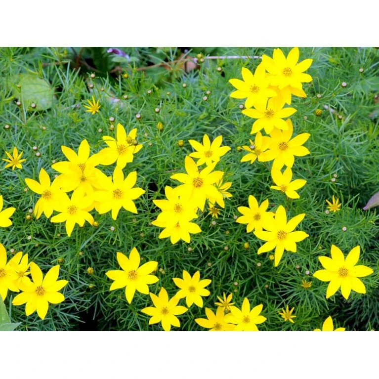 Skønhedsøje 'Zagreb' Coreopsis Verticillata 'Zagreb' 1 Liter Potte 5 Skønhedsøje 'Zagreb' Coreopsis Verticillata 'Zagreb' 1 Liter Potte - Billede 3