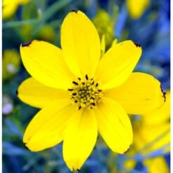 Skønhedsøje 'Zagreb' Coreopsis Verticillata 'Zagreb' 1 Liter Potte 13 Skønhedsøje 'Zagreb' Coreopsis Verticillata 'Zagreb' 1 Liter Potte -Osmo Salgsbutik mi602 coreopsis verticillata zagreb 8e58