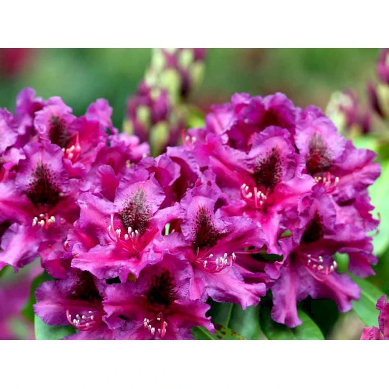 'Azurro' Rhododendron Hybrid 'Azurro' Potte 5,0 Liter,- 30-40 Cm. 3 'Azurro' Rhododendron Hybrid 'Azurro' Potte 5,0 Liter,- 30-40 Cm.