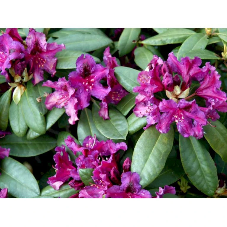 'Azurro' Rhododendron Hybrid 'Azurro' Potte 5,0 Liter,- 30-40 Cm. 5 'Azurro' Rhododendron Hybrid 'Azurro' Potte 5,0 Liter,- 30-40 Cm. - Billede 3