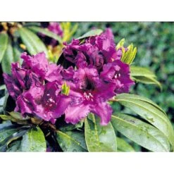 'Azurro' Rhododendron Hybrid 'Azurro' Potte 5,0 Liter,- 30-40 Cm. 9 'Azurro' Rhododendron Hybrid 'Azurro' Potte 5,0 Liter,- 30-40 Cm. -Osmo Salgsbutik mi6259 rhododendron ponticum hybrid d3a9