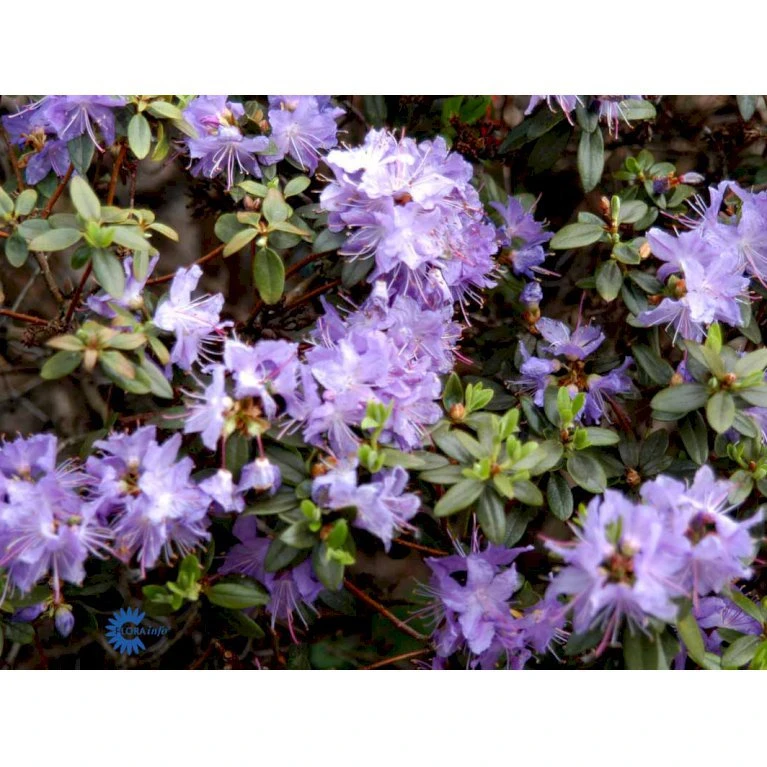 'Blumeria' Rhododendron 'Blumeria' Potte 2,0 Liter,- 20-25 Cm. 3 'Blumeria' Rhododendron 'Blumeria' Potte 2,0 Liter,- 20-25 Cm.