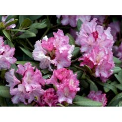 'Blurettia' Rhododendron X Yakushimanum 'Blurettia' Potte 5,0 Liter,- 30-40 Cm. -Osmo Salgsbutik mi6350 rhododendron yakushimanum 2e46
