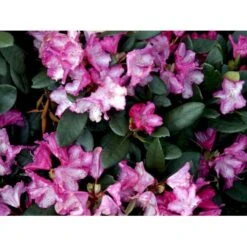 'Blurettia' Rhododendron X Yakushimanum 'Blurettia' Potte 5,0 Liter,- 30-40 Cm. -Osmo Salgsbutik mi6350 rhododendron yakushimanum 8b9a