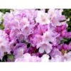 'Caroline Allbrook' Rhododendron X Yakushimanum 'Caroline Allbrook' Potte 5,0 Liter, 30-40 Cm. -Osmo Salgsbutik mi6428 rhododendron yakushimanum 9bd4