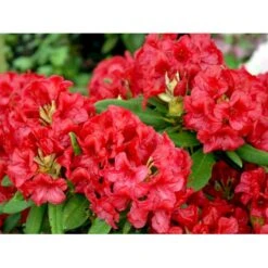 (yak.) 'Dopey' Rhododendron Yakushimanum 'Dopey' Potte 5,0 Liter,- 25-30 Cm. 12 (yak.) 'Dopey' Rhododendron Yakushimanum 'Dopey' Potte 5,0 Liter,- 25-30 Cm. -Osmo Salgsbutik mi6582 rhododendron yakushimanum ef95