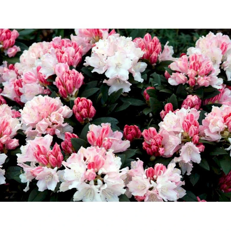(yak.) 'Dreamland' Rhododendron Yakushimanum 'Dreamland' Potte 5,0 Liter,- 30-40 Cm. 5 (yak.) 'Dreamland' Rhododendron Yakushimanum 'Dreamland' Potte 5,0 Liter,- 30-40 Cm. - Billede 3