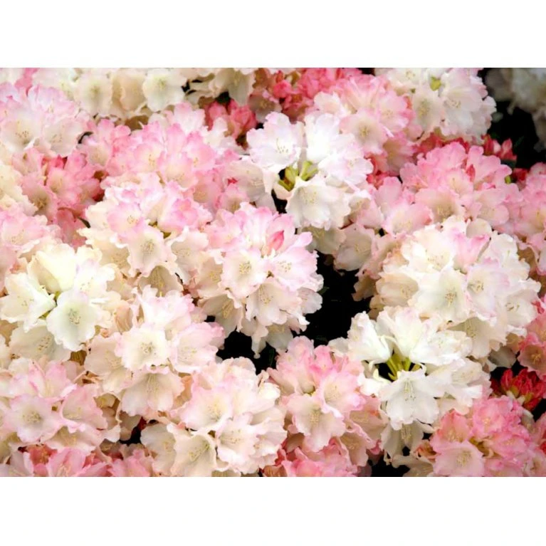 (yak.) 'Dreamland' Rhododendron Yakushimanum 'Dreamland' Potte 5,0 Liter,- 30-40 Cm. 3 (yak.) 'Dreamland' Rhododendron Yakushimanum 'Dreamland' Potte 5,0 Liter,- 30-40 Cm.