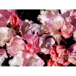 (yak.) 'Dreamland' Rhododendron Yakushimanum 'Dreamland' Potte 5,0 Liter,- 30-40 Cm. 10 (yak.) 'Dreamland' Rhododendron Yakushimanum 'Dreamland' Potte 5,0 Liter,- 30-40 Cm. -Osmo Salgsbutik mi6599 rhododendron yakushimanum 95ab