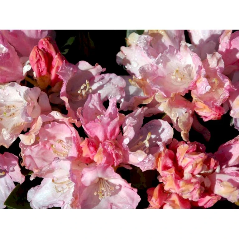 (yak.) 'Dreamland' Rhododendron Yakushimanum 'Dreamland' Potte 5,0 Liter,- 30-40 Cm. 6 (yak.) 'Dreamland' Rhododendron Yakushimanum 'Dreamland' Potte 5,0 Liter,- 30-40 Cm. - Billede 4