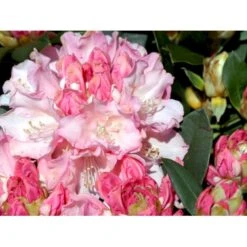 (yak.) 'Dreamland' Rhododendron Yakushimanum 'Dreamland' Potte 5,0 Liter,- 30-40 Cm. 11 (yak.) 'Dreamland' Rhododendron Yakushimanum 'Dreamland' Potte 5,0 Liter,- 30-40 Cm. -Osmo Salgsbutik mi6599 rhododendron yakushimanum e6c5