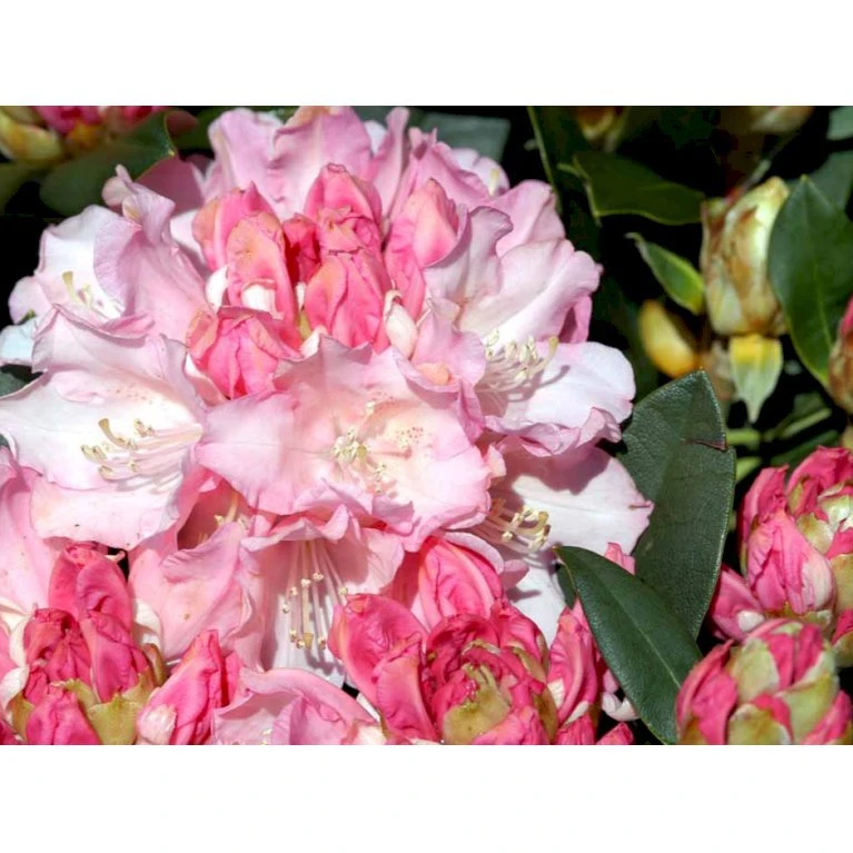 (yak.) 'Dreamland' Rhododendron Yakushimanum 'Dreamland' Potte 5,0 Liter,- 30-40 Cm. 7 (yak.) 'Dreamland' Rhododendron Yakushimanum 'Dreamland' Potte 5,0 Liter,- 30-40 Cm. - Billede 5