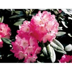 'Fantastica' Rhododendron X Yakushimanum 'Fantastica' Potte 10 Liter 40-50 Cm. 13 'Fantastica' Rhododendron X Yakushimanum 'Fantastica' Potte 10 Liter 40-50 Cm. -Osmo Salgsbutik mi6683 rhododendron yakushimanum 62d3