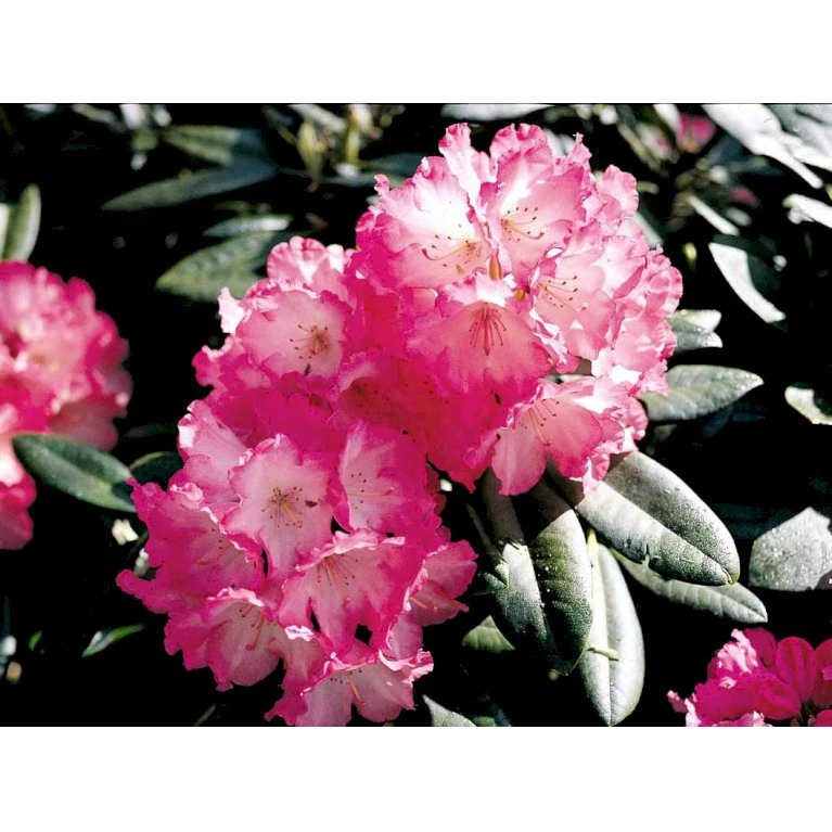 'Fantastica' Rhododendron X Yakushimanum 'Fantastica' Potte 10 Liter 40-50 Cm. 8 'Fantastica' Rhododendron X Yakushimanum 'Fantastica' Potte 10 Liter 40-50 Cm. - Billede 6