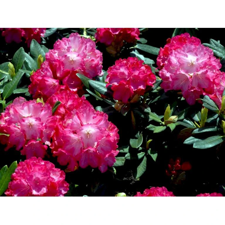 'Fantastica' Rhododendron X Yakushimanum 'Fantastica' Potte 10 Liter 40-50 Cm. 5 'Fantastica' Rhododendron X Yakushimanum 'Fantastica' Potte 10 Liter 40-50 Cm. - Billede 3