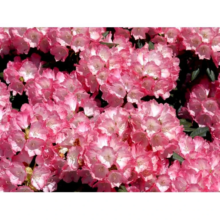 'Fantastica' Rhododendron X Yakushimanum 'Fantastica' Potte 10 Liter 40-50 Cm. 7 'Fantastica' Rhododendron X Yakushimanum 'Fantastica' Potte 10 Liter 40-50 Cm. - Billede 5