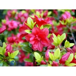 'Florida' Rhododendron 'Florida' Potte 2,0 Liter,- 25-30 Cm. -Osmo Salgsbutik mi6715 rhododendron japanese azalea 3f36