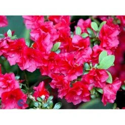 'Florida' Rhododendron 'Florida' Potte 2,0 Liter,- 25-30 Cm. -Osmo Salgsbutik mi6715 rhododendron japanese azalea e7f5
