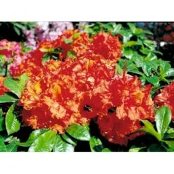 Azalea 'Gibraltar' Rhododendron Knaphill 'Gibraltar' Potte 5,0 Liter,- 40-50 Cm. -Osmo Salgsbutik mi6781 rhododendron forrestii 2f6e