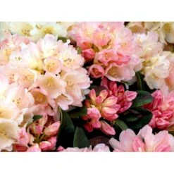 (yak.) 'Golden Torch' Rhododendron Yakushimanum 'Golden Torch' Potte 5,0 Liter,- 30-40 Cm. -Osmo Salgsbutik mi6813 rhododendron knaphill exbury azalea 29bd