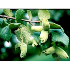 Storfrugtet Hassel 'Bolviller' Corylus Avellana 'Bolviller' 7,5 Liter Potte -Osmo Salgsbutik mi682 corylus avellana halle sche riesen 7f99