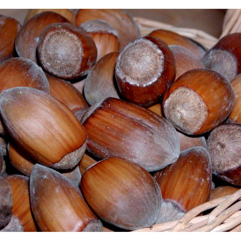 Storfrugtet Hassel 'Lamberts Filbert' Corylus Maxima 'Lamberts Filbert' 7,5 Liter Potte 3 Storfrugtet Hassel 'Lamberts Filbert' Corylus Maxima 'Lamberts Filbert' 7,5 Liter Potte