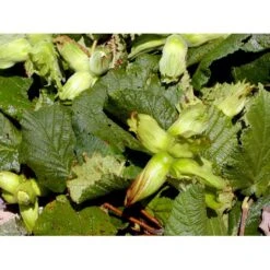 Storfrugtet Hassel 'Lamberts Filbert' Corylus Maxima 'Lamberts Filbert' 7,5 Liter Potte 8 Storfrugtet Hassel 'Lamberts Filbert' Corylus Maxima 'Lamberts Filbert' 7,5 Liter Potte -Osmo Salgsbutik mi685 corylus avellana lambert filbert f309