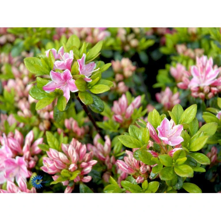 'Kermesina Rosé' Rhododendron Jap. 'Kermesina Rosé' Potte 2,0 Liter,- 20-25 Cm. 6 'Kermesina Rosé' Rhododendron Jap. 'Kermesina Rosé' Potte 2,0 Liter,- 20-25 Cm. - Billede 4