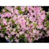 'Kermesina Rosé' Rhododendron Jap. 'Kermesina Rosé' Potte 2,0 Liter,- 20-25 Cm. -Osmo Salgsbutik mi7063 rhododendron japanese azalea f081