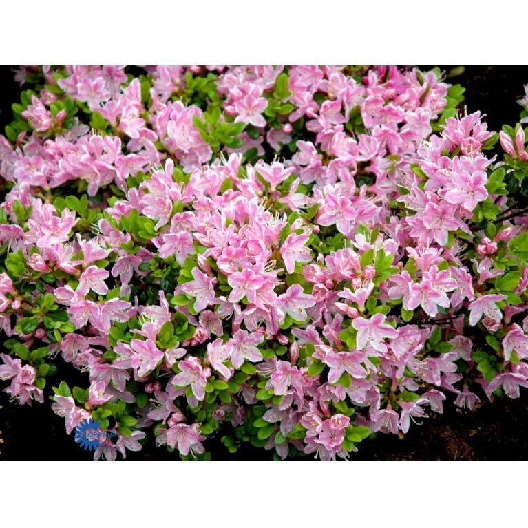 'Kermesina Rosé' Rhododendron Jap. 'Kermesina Rosé' Potte 2,0 Liter,- 20-25 Cm. 3 'Kermesina Rosé' Rhododendron Jap. 'Kermesina Rosé' Potte 2,0 Liter,- 20-25 Cm.