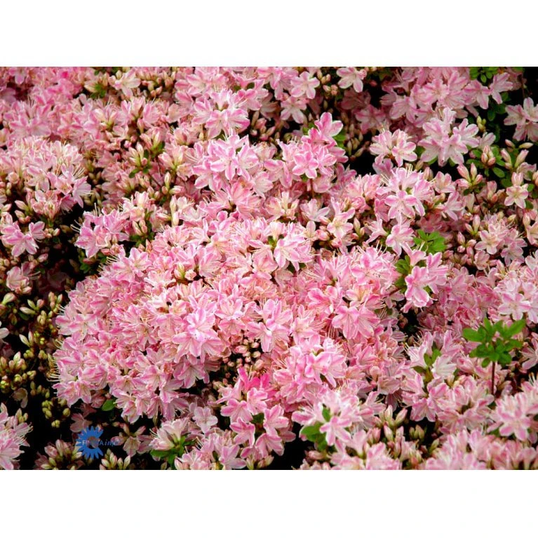 'Kermesina Rosé' Rhododendron Jap. 'Kermesina Rosé' Potte 2,0 Liter,- 20-25 Cm. 5 'Kermesina Rosé' Rhododendron Jap. 'Kermesina Rosé' Potte 2,0 Liter,- 20-25 Cm. - Billede 3