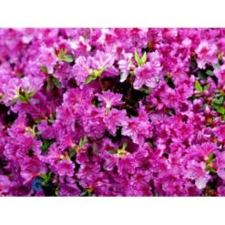 'Königstein' Rhododendron 'Königstein' Potte 2,0 Liter,- 20-25 Cm. -Osmo Salgsbutik mi7100 rhododendron mollis azalea 1cf5