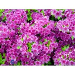 'Königstein' Rhododendron 'Königstein' Potte 2,0 Liter,- 20-25 Cm. -Osmo Salgsbutik mi7100 rhododendron mollis azalea 3365