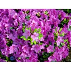 'Königstein' Rhododendron 'Königstein' Potte 2,0 Liter,- 20-25 Cm. -Osmo Salgsbutik mi7100 rhododendron mollis azalea 5628