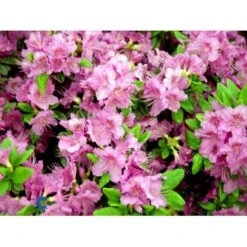 'Königstein' Rhododendron 'Königstein' Potte 2,0 Liter,- 20-25 Cm. -Osmo Salgsbutik mi7100 rhododendron mollis azalea 6921