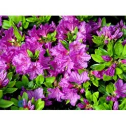 'Königstein' Rhododendron 'Königstein' Potte 2,0 Liter,- 20-25 Cm. -Osmo Salgsbutik mi7100 rhododendron mollis azalea b8c8