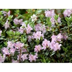 'Lavendula' Rhododendron Hybrid 'Lavendula' Potte 2,0 Liter,- 20-25 Cm. -Osmo Salgsbutik mi7133 rhododendron 20f2