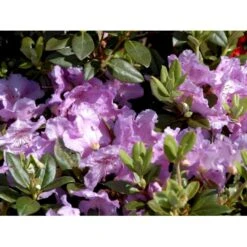 'Lavendula' Rhododendron Hybrid 'Lavendula' Potte 2,0 Liter,- 20-25 Cm. -Osmo Salgsbutik mi7133 rhododendron 316d