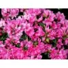 'Melina' Rhododendron Jap. 'Melina' Potte 2,0 Liter,- 20-25 Cm. -Osmo Salgsbutik mi7262 rhododendron 58ba
