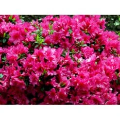 'Melina' Rhododendron Jap. 'Melina' Potte 2,0 Liter,- 20-25 Cm. -Osmo Salgsbutik mi7262 rhododendron 6e6d