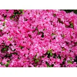 'Melina' Rhododendron Jap. 'Melina' Potte 2,0 Liter,- 20-25 Cm. -Osmo Salgsbutik mi7262 rhododendron 825b